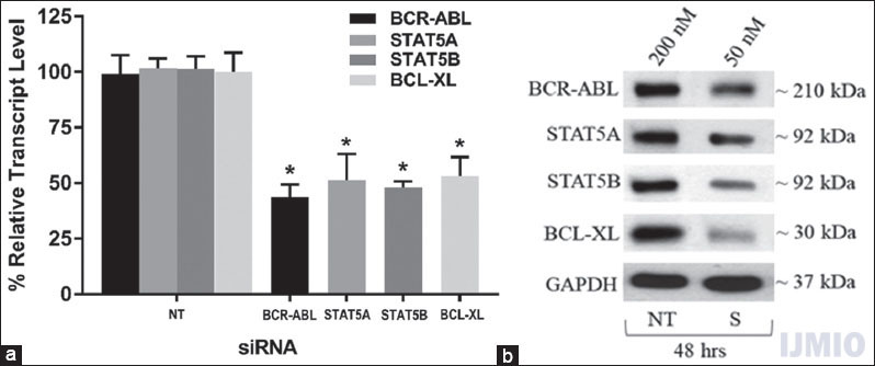 Confirmation of small interference (si) RNA transfection: K562 was transfected with 50 nM each of BCR-ABL, STAT5A, STAT5B, and BCL-XL siRNA individually for 48 h. (a) Gene expression: The relative transcript level of each gene is expressed in percentage as compared to gene expression in control. GAPDH gene expression was used to normalize the expression of other target genes. Values are expressed in % ± SD; n = 3; *P < 0.05 when each value compared with their respective control. (b) Western Blot: With each sample, western blotting was carried out for the specific protein which was silenced with the respective siRNA. NT - K562 treated with 200 nM non-targeting siRNA, S - K562 cells treated with respective siRNAs at mentioned concentration and time point. The blot shown is a representative figure of three individual experiments