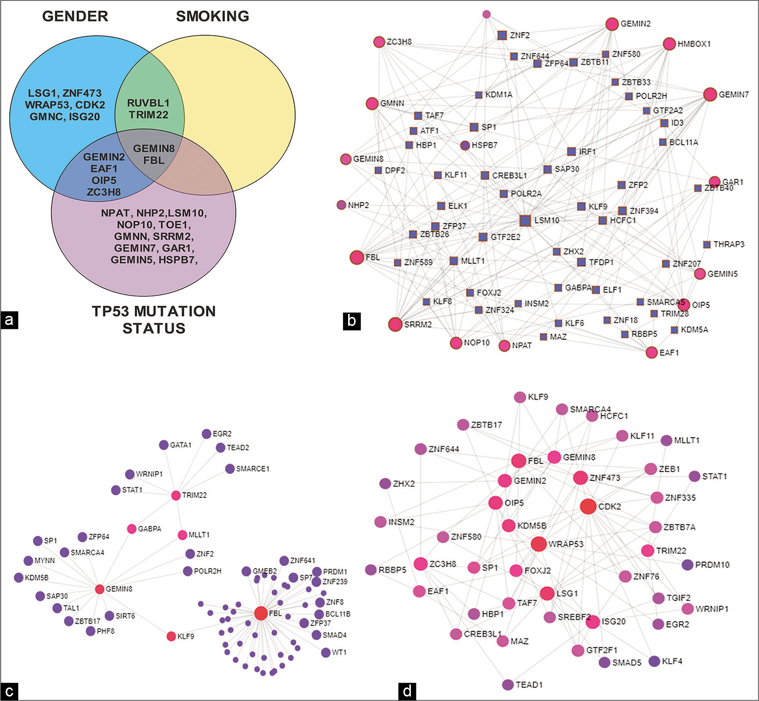 (a) – Venn diagram showing the differential expression (DE) genes of Cajal body – Gemini of coiled bodies (CB-GEM) proteins between TP53 mutation, gender, and smoking status; (b) – network diagram of transcription factor – Gene interaction of DE genes in CB-GEM in TP53 mutation status; (c) – network diagram of transcription factor – gene interaction of DE genes in CB-GEM in Smoking; (d) – network diagram of transcription factor – gene interaction of DE genes in CB-GEM on gender.