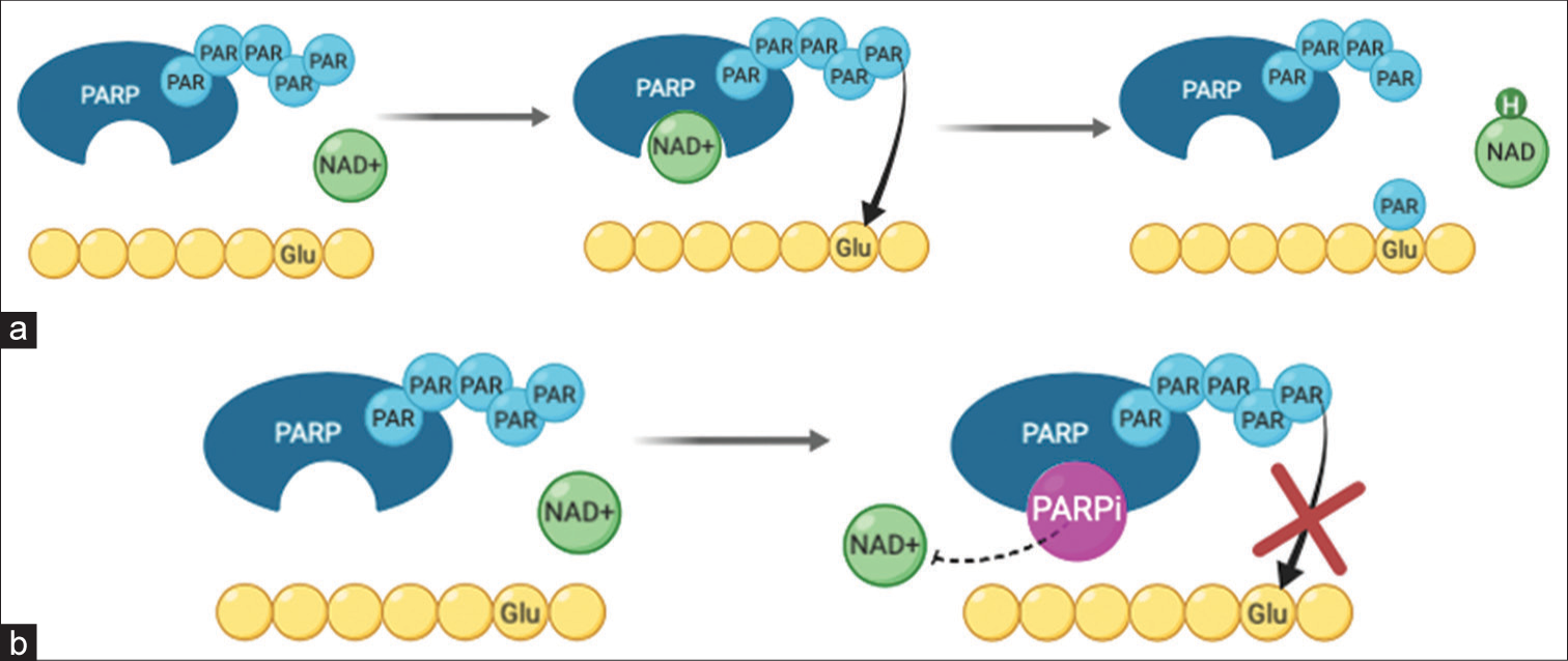 The mechanism of Poly (ADP-ribose) polymerase (PARP) inhibitors. (a) shows the normal mechanism of PARP class proteins. PARP proteins have chains of PAR connected by ribosyl links. With NAD+ as a substrate, PARP can transfer PAR onto glutamine, lysine, or arginine residues on proteins to alter the way they interact with other molecules in the cell. (b) shows PARP inhibitors binding to the substrate site of the PARP protein, which prevents the binding of NAD+ and the subsequent PARylation of cell proteins. (Alsaab et al., 2017).