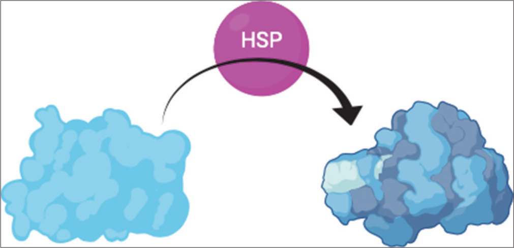 Heat shock proteins (Hsps) facilitate the folding of proteins into their tertiary structure and the aggregation of multiprotein complexes. Hsps interact with translated proteins to facilitate folding into the correct tertiary structure. The protein to the left represents the initial folding due to thermodynamic factors such as hydrophobicity, and the protein to the right shows the final tertiary structure, which was achieved with the help of Hsp.