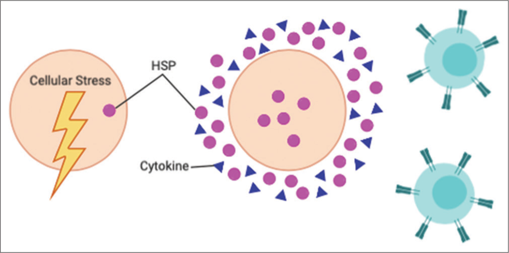 Heat shock proteins (Hsps) response to cellular stress. In times of cellular stress, Hsps are upregulated within the cell and in the extracellular space. In addition, they aid the innate and adaptive immune system in identifying the source of cellular stress by creating an immunological “fingerprint” of the offending cell. Finally, they encourage the release of proinflammatory cytokines, which augment the immune response.