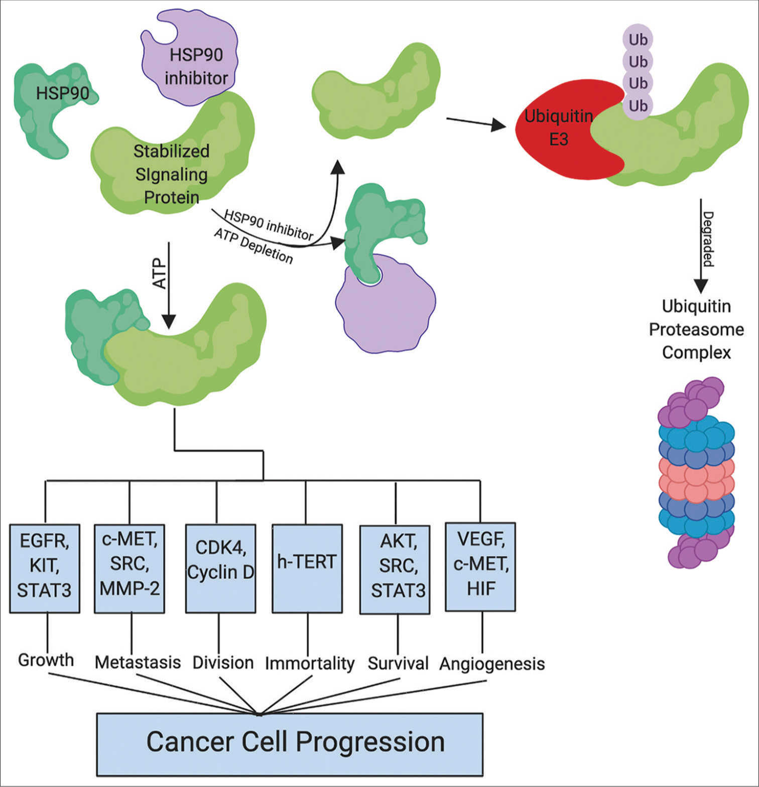 Heat shock proteins 90 (HSP90) pathway and HSP90 inhibitor’s role in cancer progression. This is a general overview of the different pathways that Hsp90 plays a role in. Hsp90 (dark green) binds to multiple different proteins (labeled stabilized signaling protein) that go on to act as receptors, signaling molecules and more. When bound together, Hsp90 stabilizes the signaling protein allowing it to properly orient itself in an dependent manner. If this process runs unchecked, it can cause aberrant gene expression through multiple pathways and sequential tumorigenesis. However, if exposed to an Hsp90 inhibitor these proteins will no longer orient properly and deplete some of the cell’s ATP. When incorrectly folded or unbound to Hsp90, Ubiquitin E3 (Red) binds to the signaling protein and adds ubiquitin molecules (Ub) to it. This causes programmed protein degradation and downregulates the cancer/resistance causing pathways.